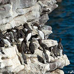 Guillemot de Troïl