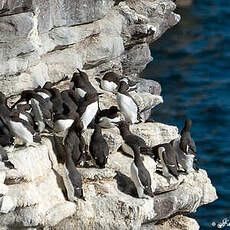 Guillemot de Troïl