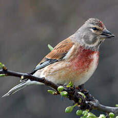 Linotte mélodieuse