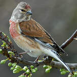 Linotte mélodieuse