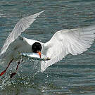 Mouette mélanocéphale