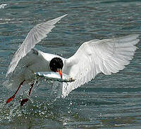 Mouette mélanocéphale