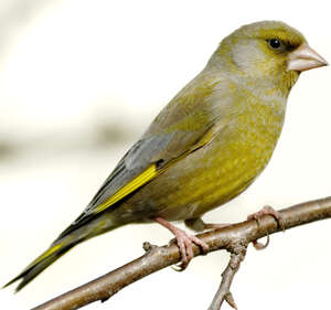 Verdier Deurope Chloris Chloris