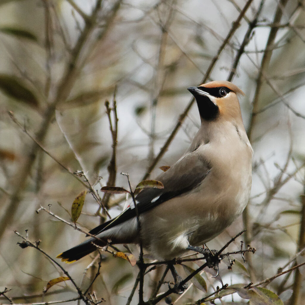 Bohemian Waxwing, identification