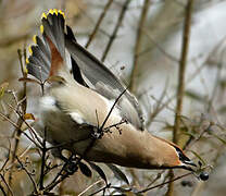 Bohemian Waxwing