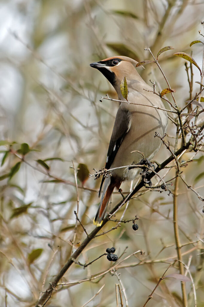 Bohemian Waxwing, identification