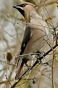 Bohemian Waxwing