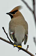 Bohemian Waxwing