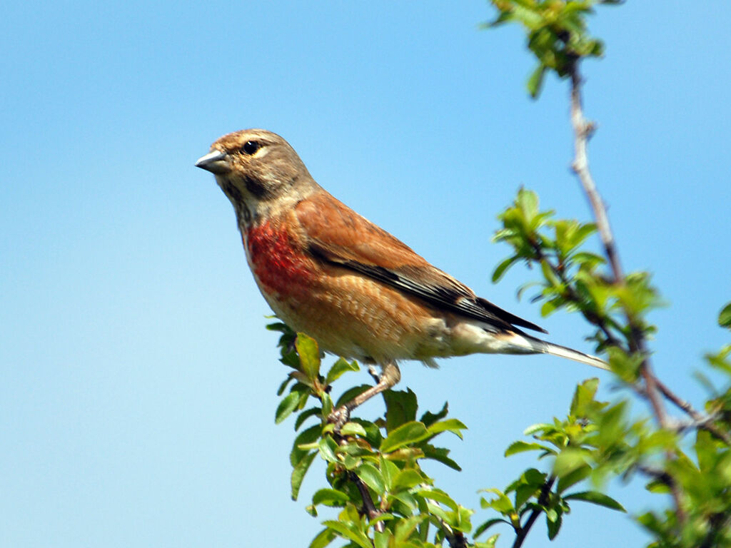 Linotte mélodieuse mâle