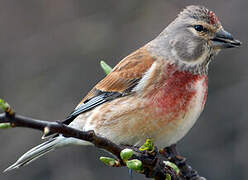 Common Linnet