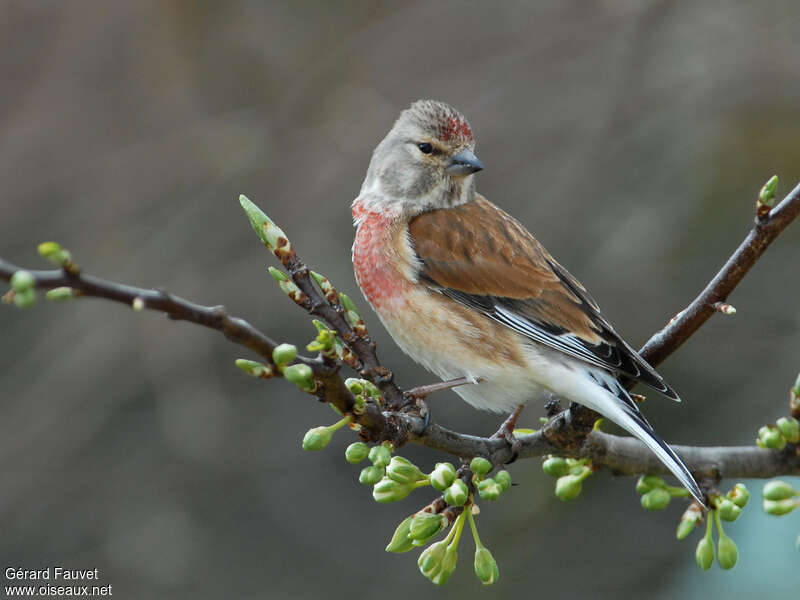Common Linnet male adult transition, identification