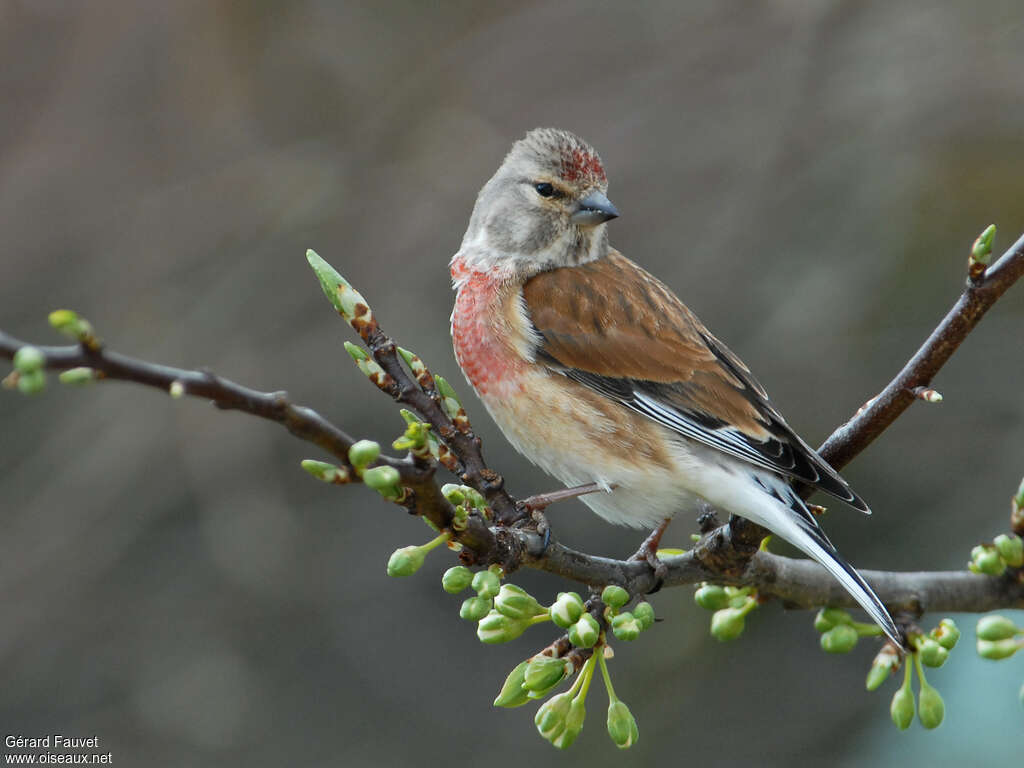 Common Linnet male adult transition, identification