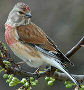 Common Linnet