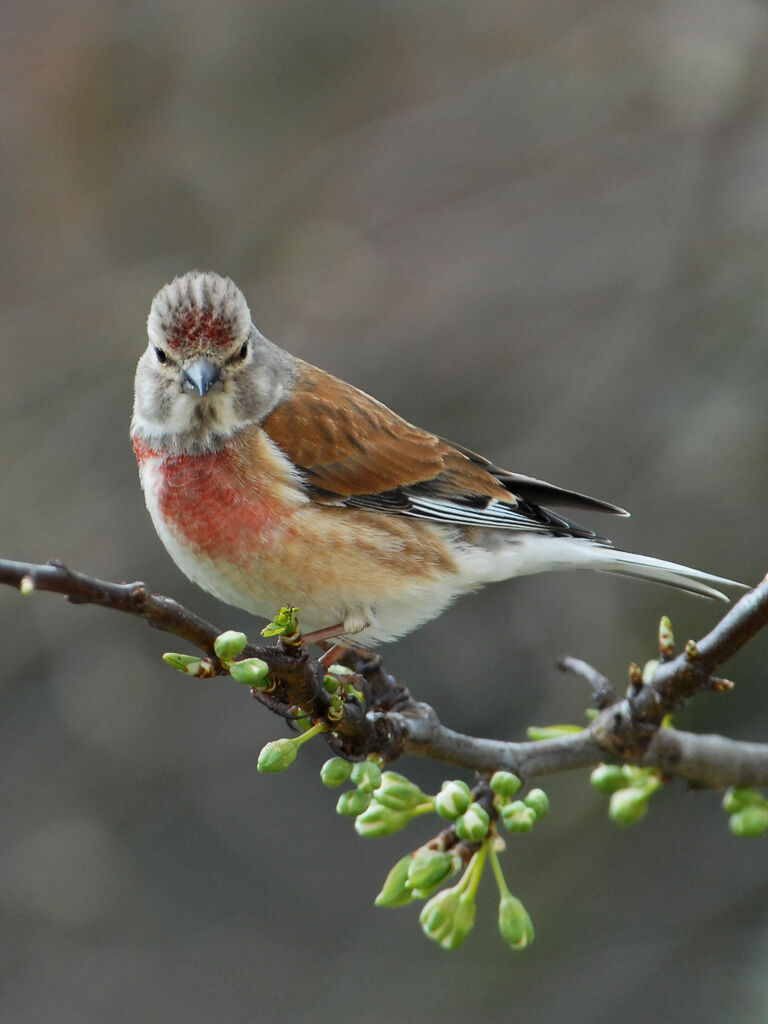 Common Linnet male, identification