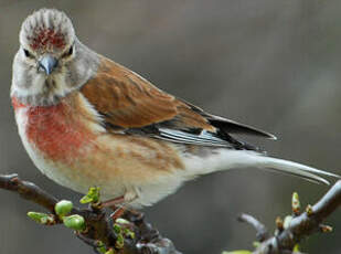 Linotte mélodieuse