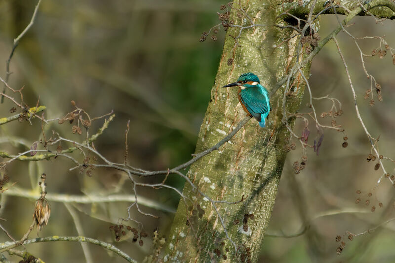Common Kingfisher male adult post breeding, identification