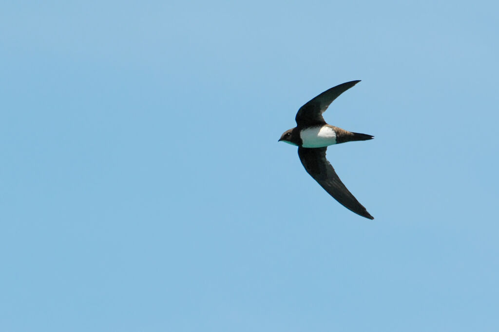 Alpine Swift, Flight