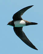 Alpine Swift