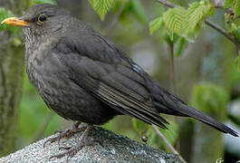 Common Blackbird