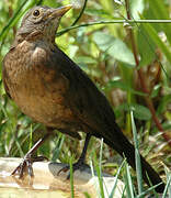 Common Blackbird