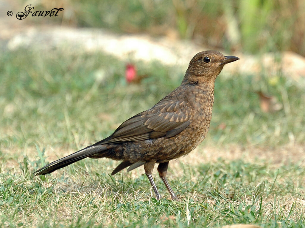 Common Blackbird female adult