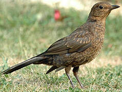 Common Blackbird