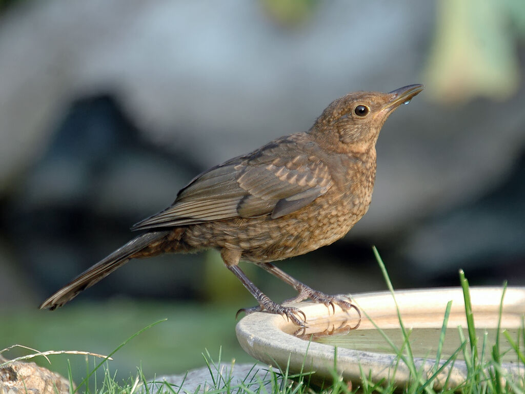 Common Blackbird female adult