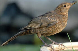 Common Blackbird