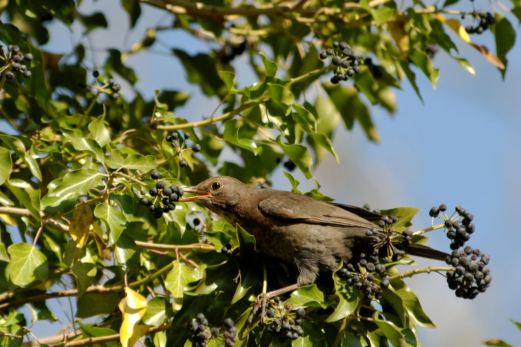 Common Blackbird