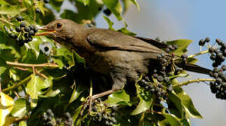 Common Blackbird