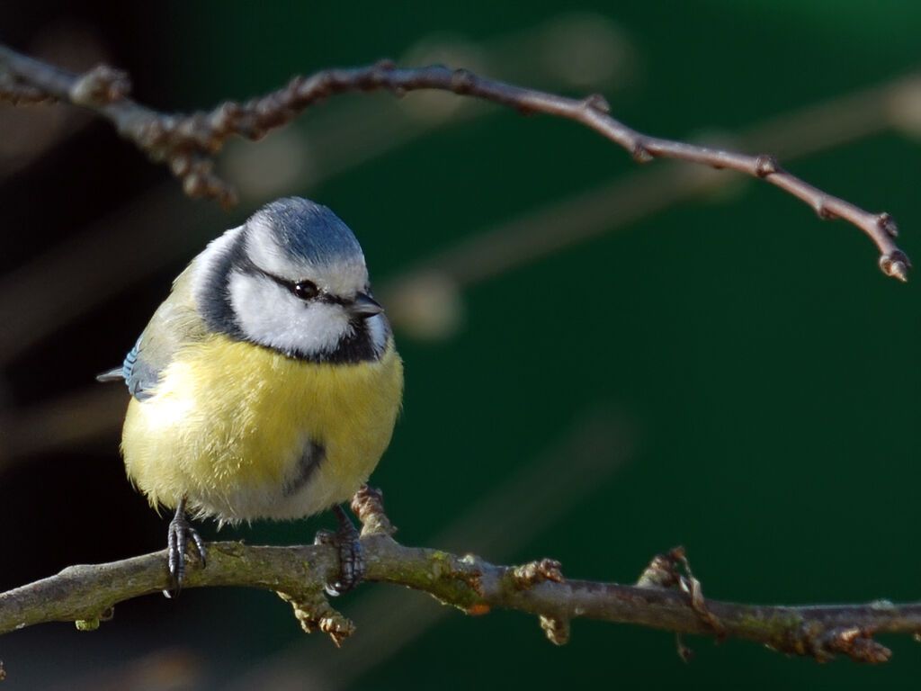 Mésange bleueadulte internuptial