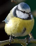 Mésange bleue