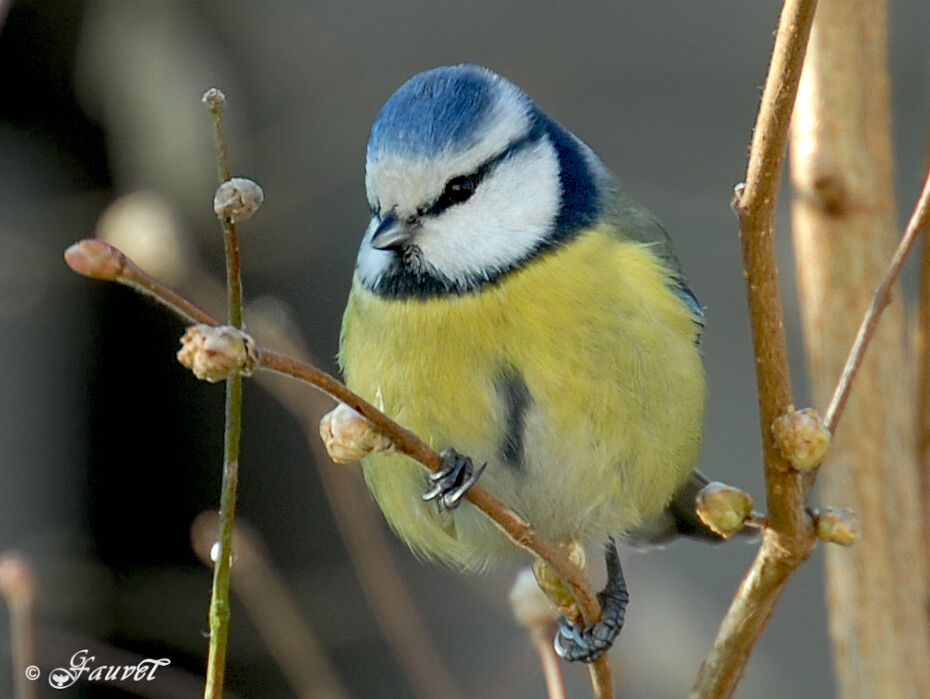 Mésange bleue