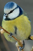 Eurasian Blue Tit