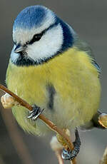 Mésange bleue