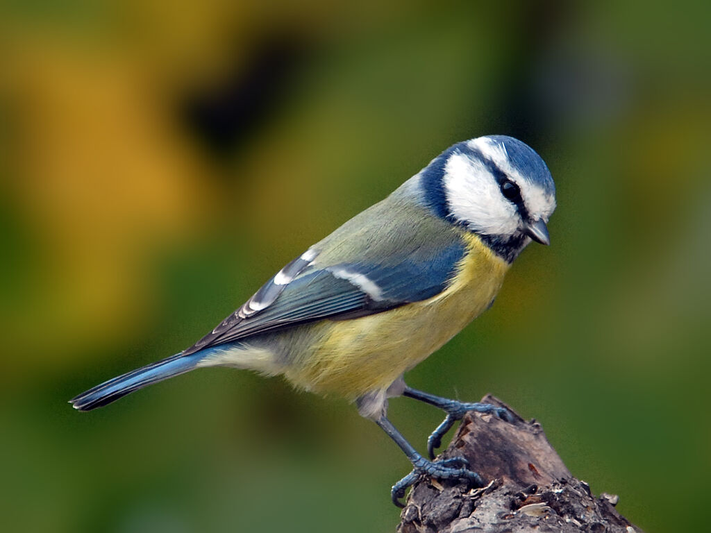 Eurasian Blue Tit