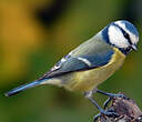 Mésange bleue