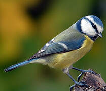 Eurasian Blue Tit