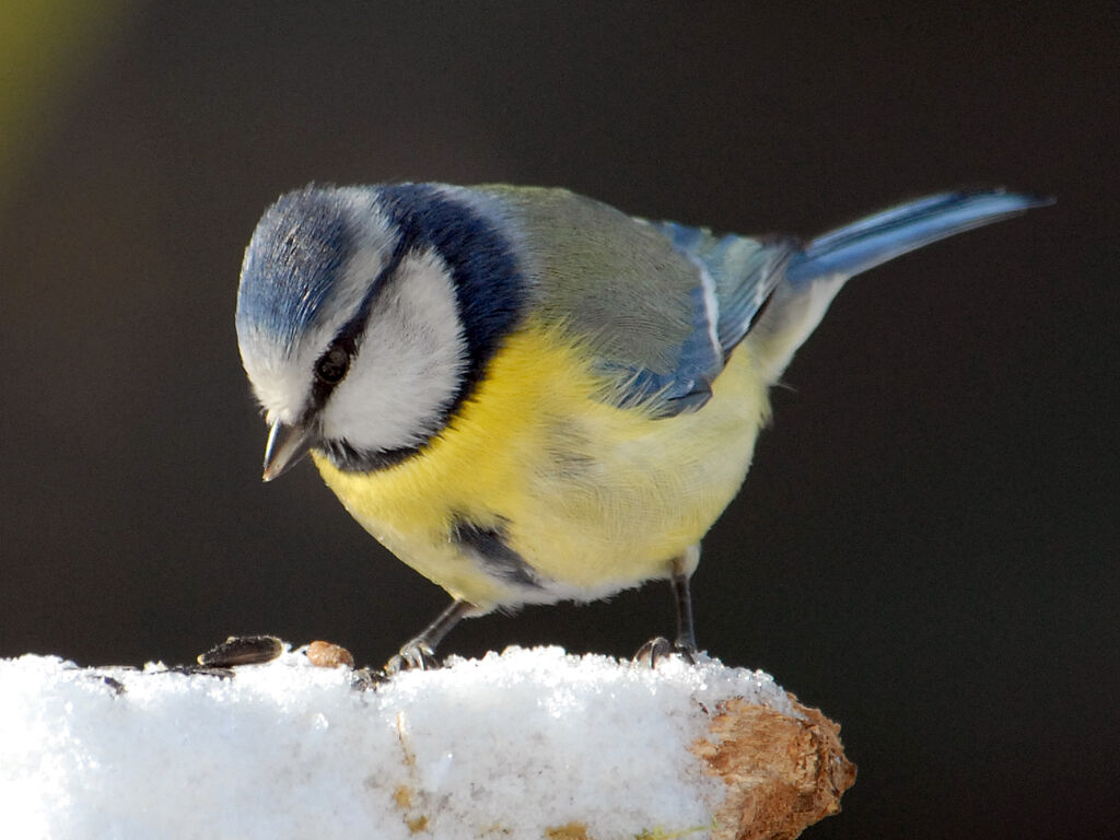 Mésange bleue, régime