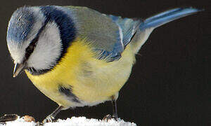 Eurasian Blue Tit