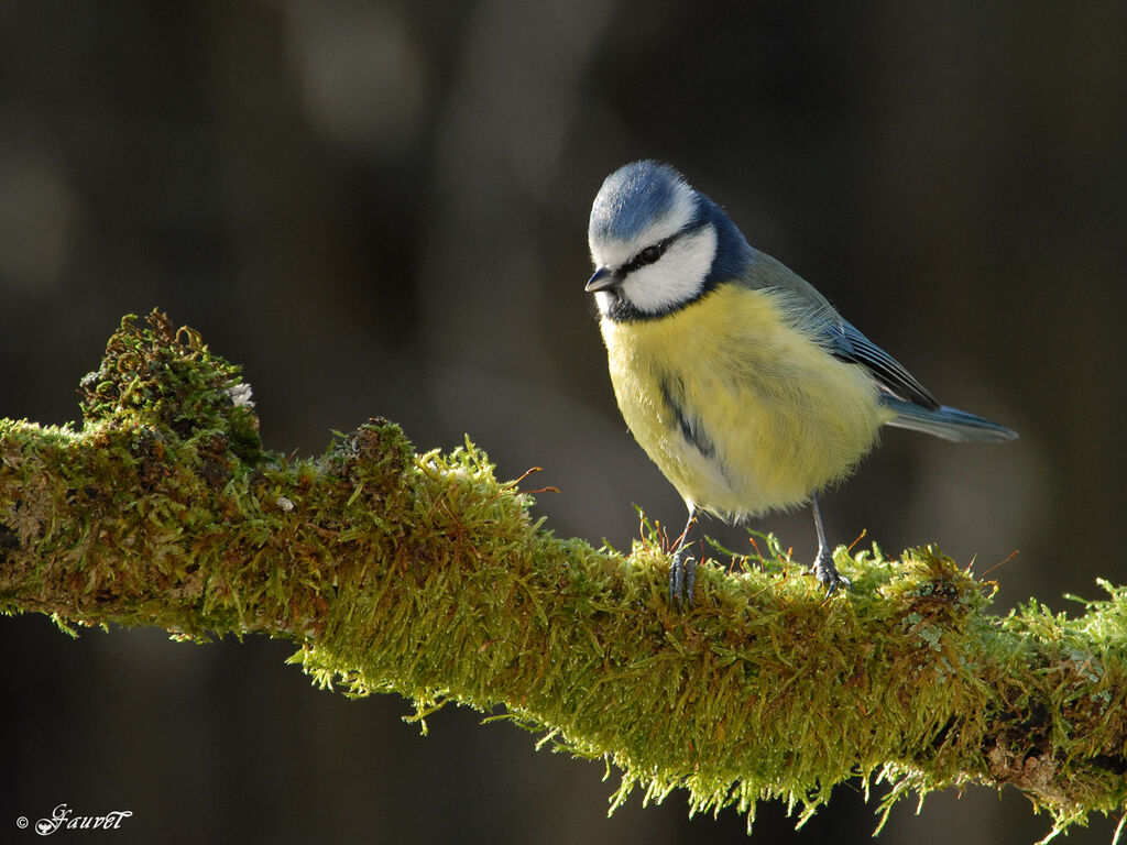 Mésange bleue, identification