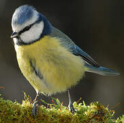 Eurasian Blue Tit