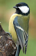 Great Tit