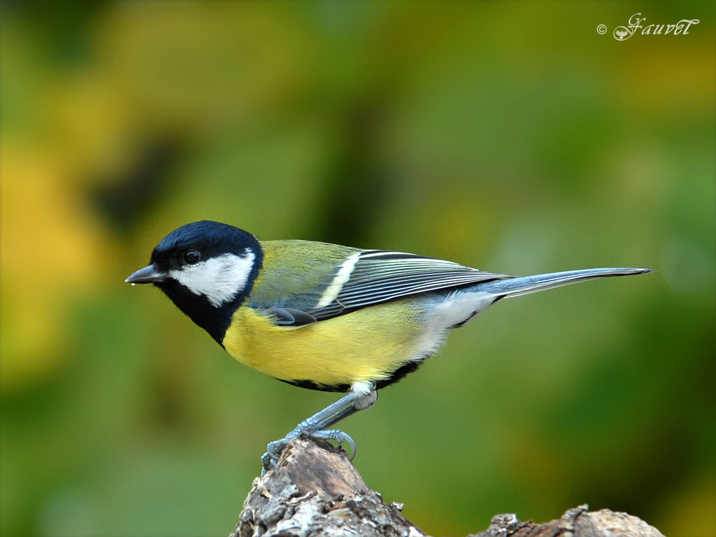 Great Tit