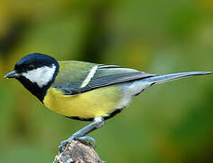 Great Tit