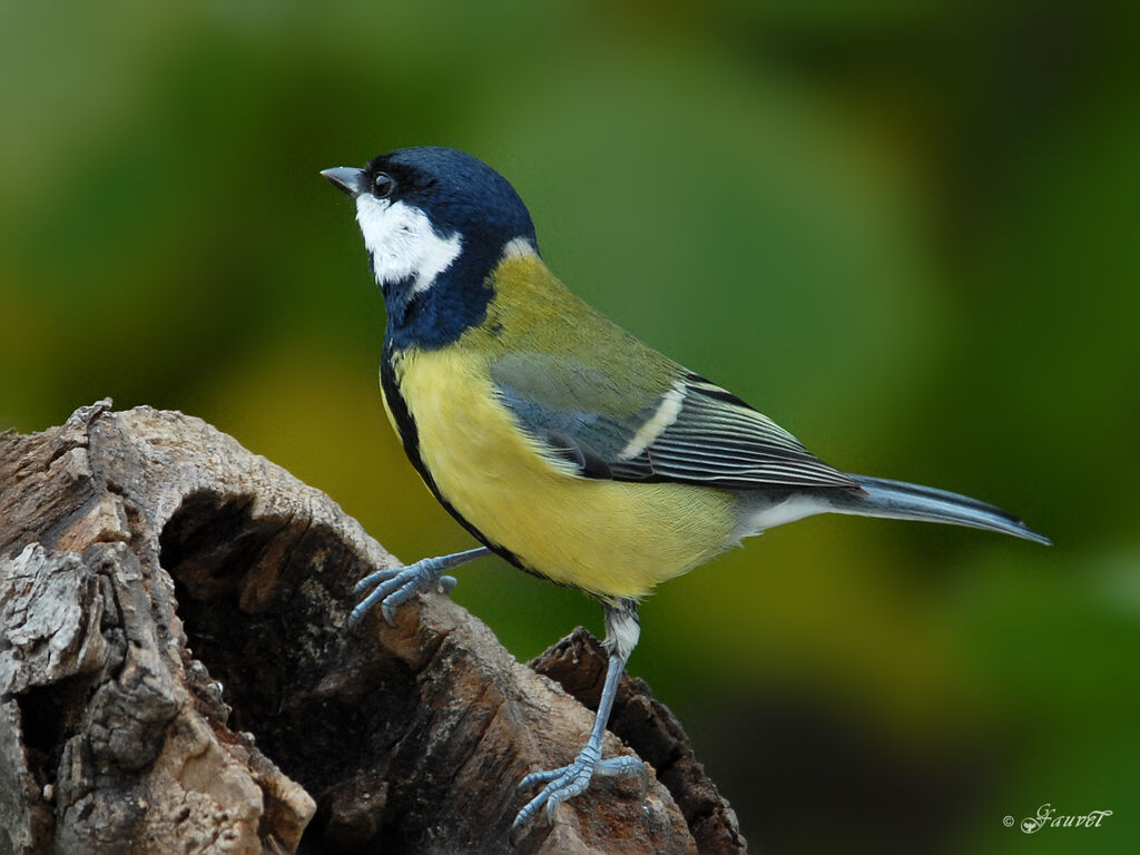 Great Tit