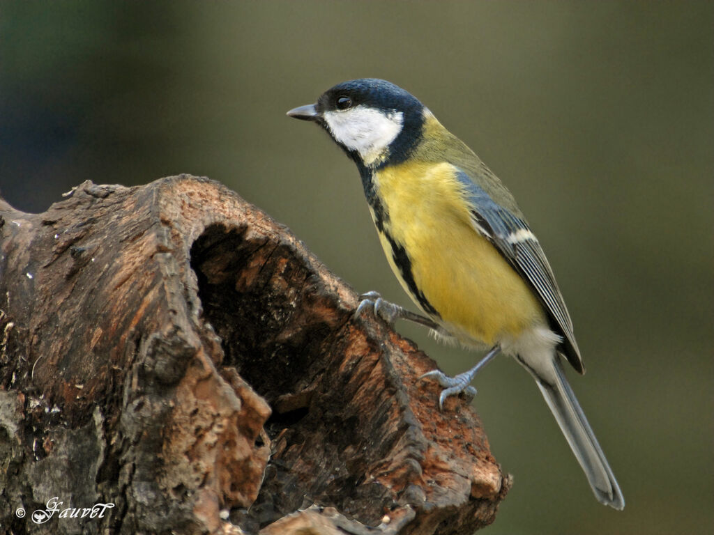 Mésange charbonnière