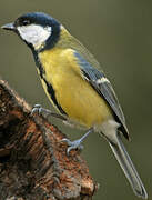 Great Tit