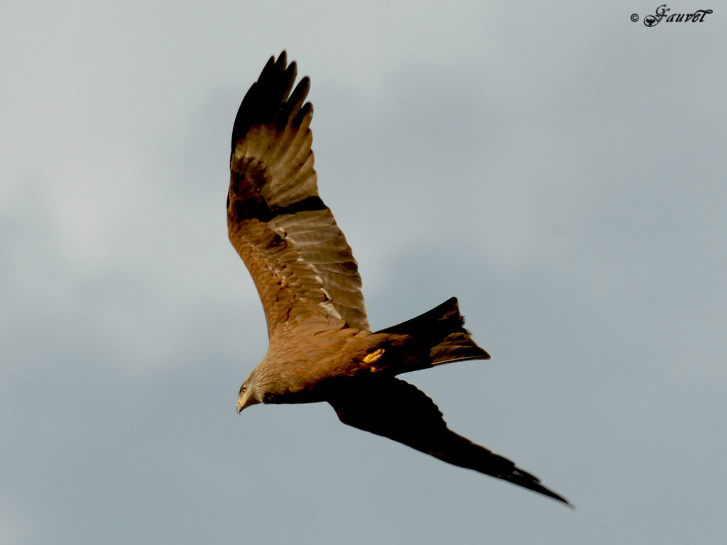 Black Kite