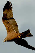 Black Kite